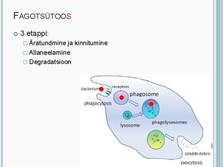 FAGOTSÜTOOS 3 etappi: � Äratundmine ja kinnitumine � Allaneelamine � Degradatsioon 