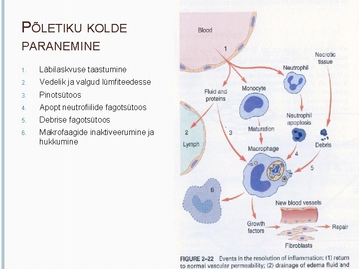 PÕLETIKU KOLDE PARANEMINE 1. Läbilaskvuse taastumine 2. Vedelik ja valgud lümfiteedesse 3. Pinotsütoos 4.