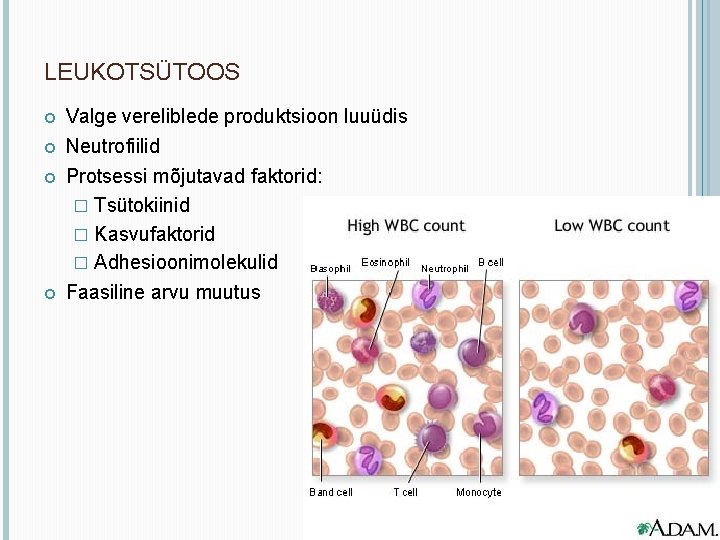 LEUKOTSÜTOOS Valge vereliblede produktsioon luuüdis Neutrofiilid Protsessi mõjutavad faktorid: � Tsütokiinid � Kasvufaktorid �