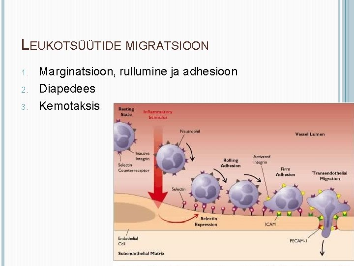 LEUKOTSÜÜTIDE MIGRATSIOON 1. 2. 3. Marginatsioon, rullumine ja adhesioon Diapedees Kemotaksis 