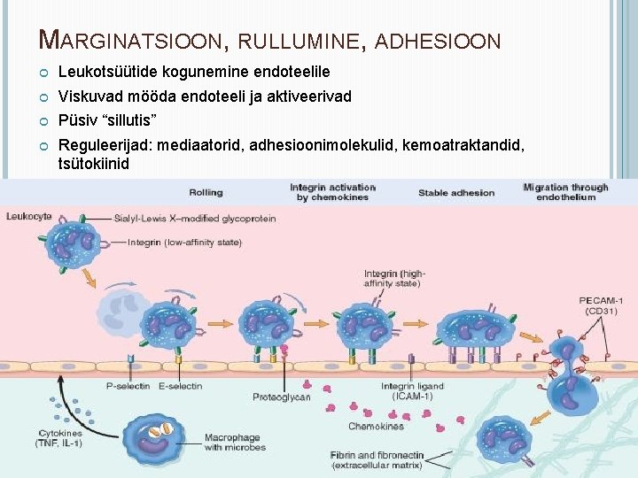 MARGINATSIOON, RULLUMINE, ADHESIOON Leukotsüütide kogunemine endoteelile Viskuvad mööda endoteeli ja aktiveerivad Püsiv “sillutis” Reguleerijad: