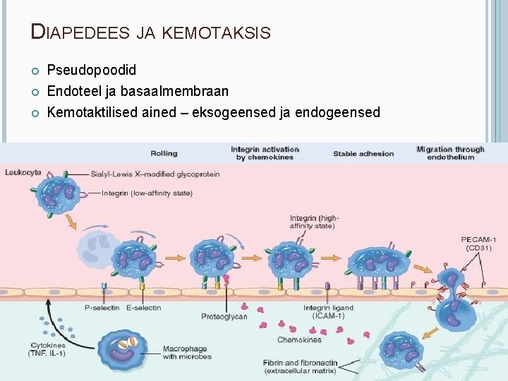 DIAPEDEES JA KEMOTAKSIS Pseudopoodid Endoteel ja basaalmembraan Kemotaktilised ained – eksogeensed ja endogeensed 