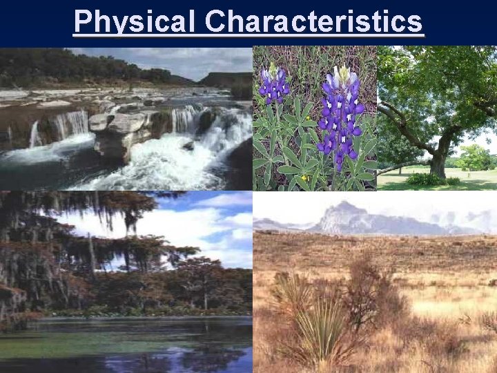 Physical Characteristics 