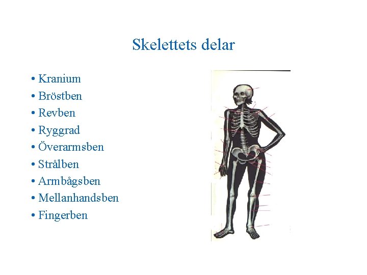 Skelettets delar • Kranium • Bröstben • Revben • Ryggrad • Överarmsben • Strålben