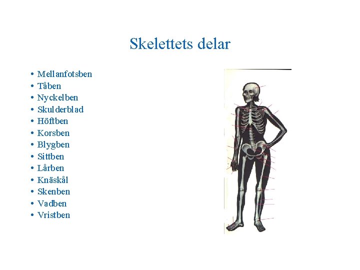 Skelettets delar • • • • Mellanfotsben Tåben Nyckelben Skulderblad Höftben Korsben Blygben Sittben