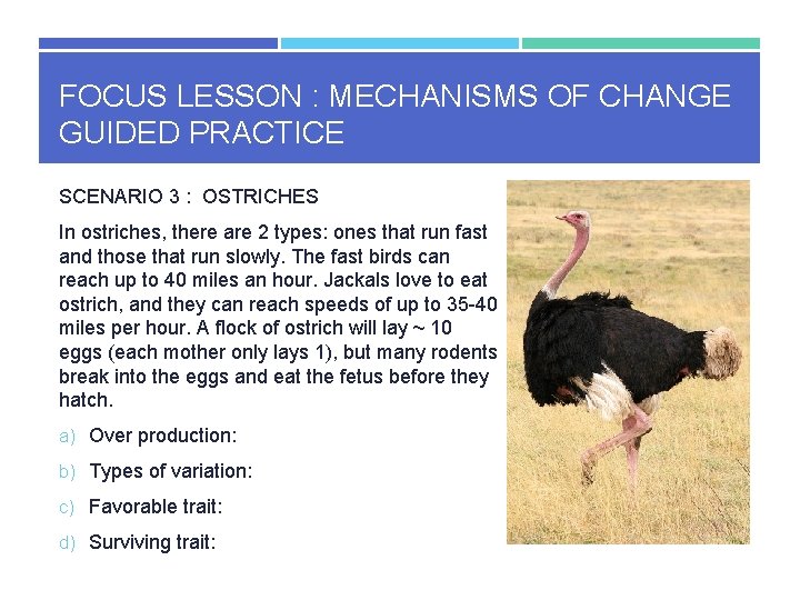 FOCUS LESSON : MECHANISMS OF CHANGE GUIDED PRACTICE SCENARIO 3 : OSTRICHES In ostriches,