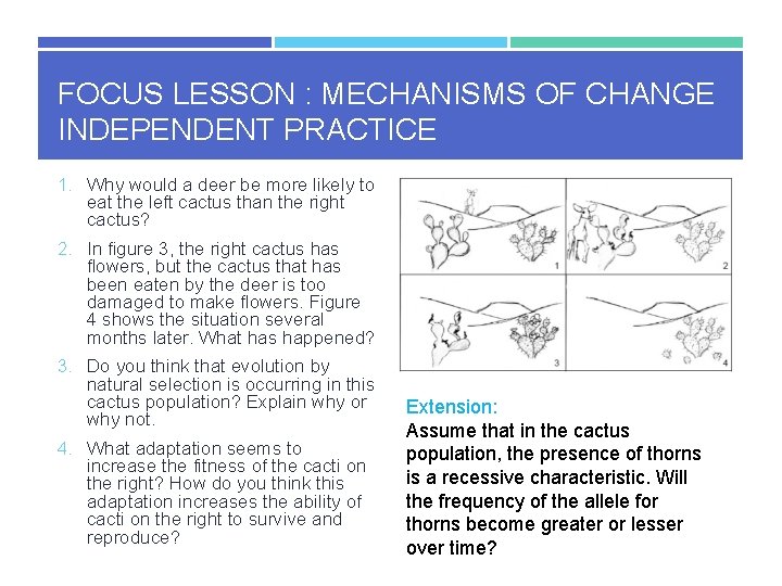 FOCUS LESSON : MECHANISMS OF CHANGE INDEPENDENT PRACTICE 1. Why would a deer be