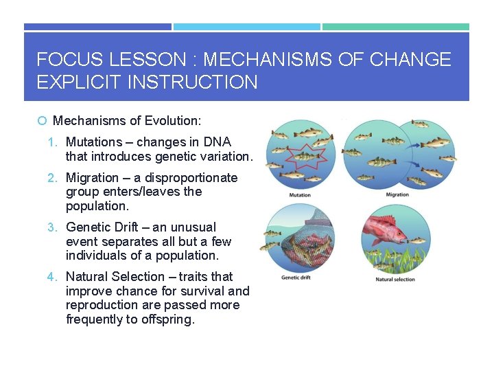 FOCUS LESSON : MECHANISMS OF CHANGE EXPLICIT INSTRUCTION Mechanisms of Evolution: 1. Mutations –