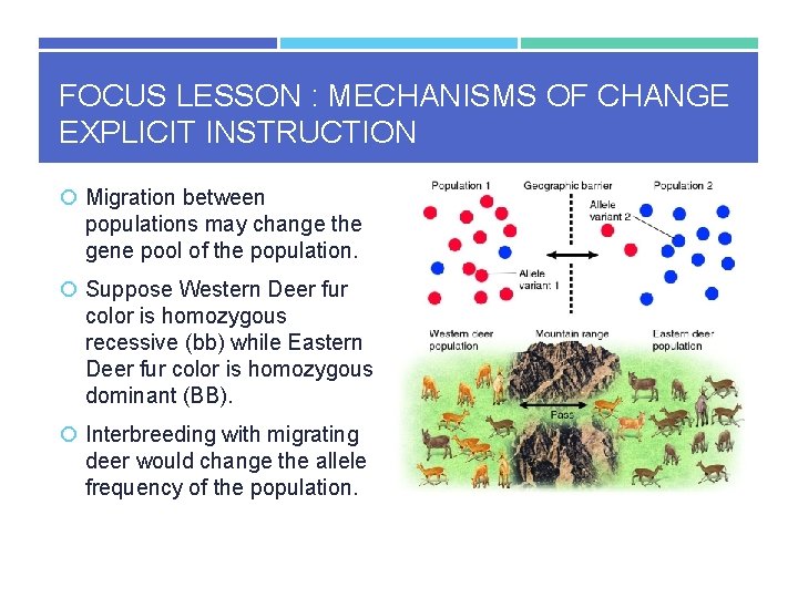 FOCUS LESSON : MECHANISMS OF CHANGE EXPLICIT INSTRUCTION Migration between populations may change the