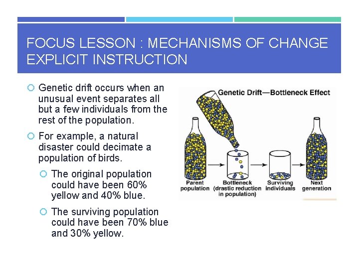 FOCUS LESSON : MECHANISMS OF CHANGE EXPLICIT INSTRUCTION Genetic drift occurs when an unusual