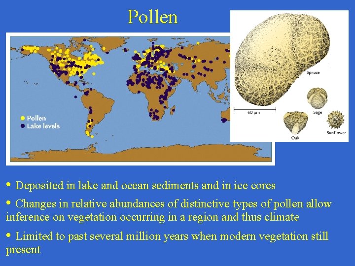 Pollen • Deposited in lake and ocean sediments and in ice cores • Changes
