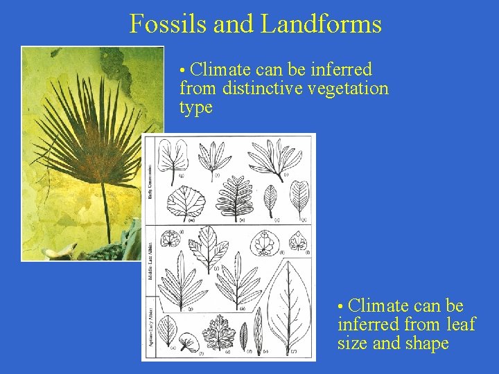 Fossils and Landforms • Climate can be inferred from distinctive vegetation type • Climate