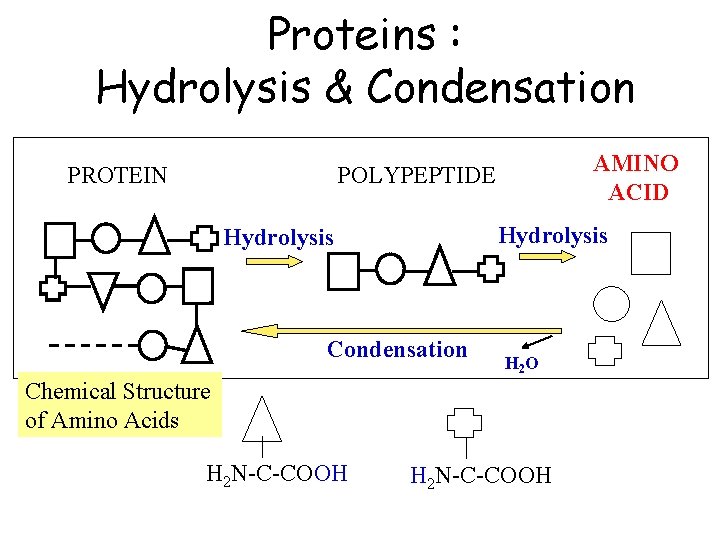 Proteins : Hydrolysis & Condensation PROTEIN AMINO ACID POLYPEPTIDE Hydrolysis Condensation Chemical Structure of