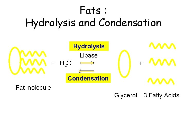 Fats : Hydrolysis and Condensation Hydrolysis Lipase + H 2 O + Condensation Fat