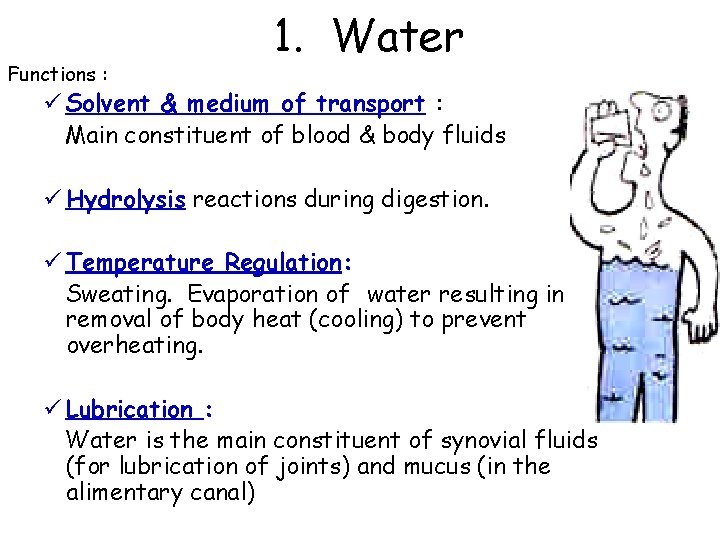 Functions : 1. Water ü Solvent & medium of transport : Main constituent of