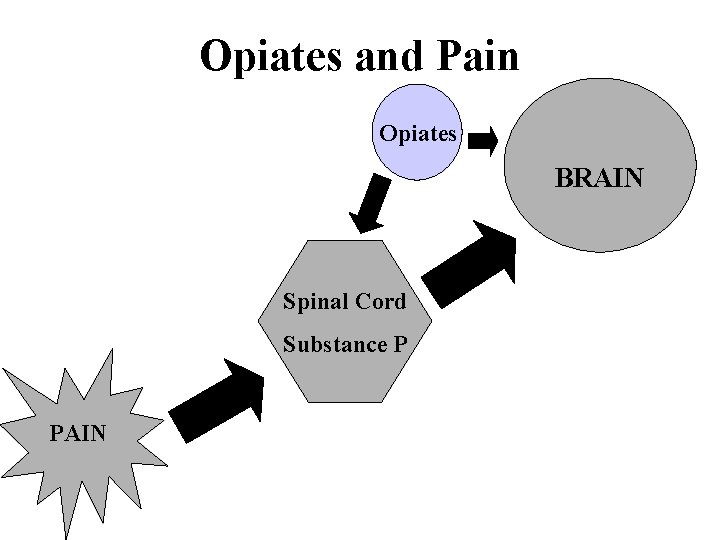 Opiates and Pain Opiates BRAIN Spinal Cord Substance P PAIN 