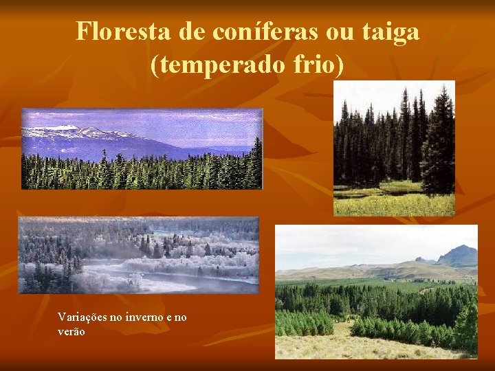 Floresta de coníferas ou taiga (temperado frio) Variações no inverno e no verão 