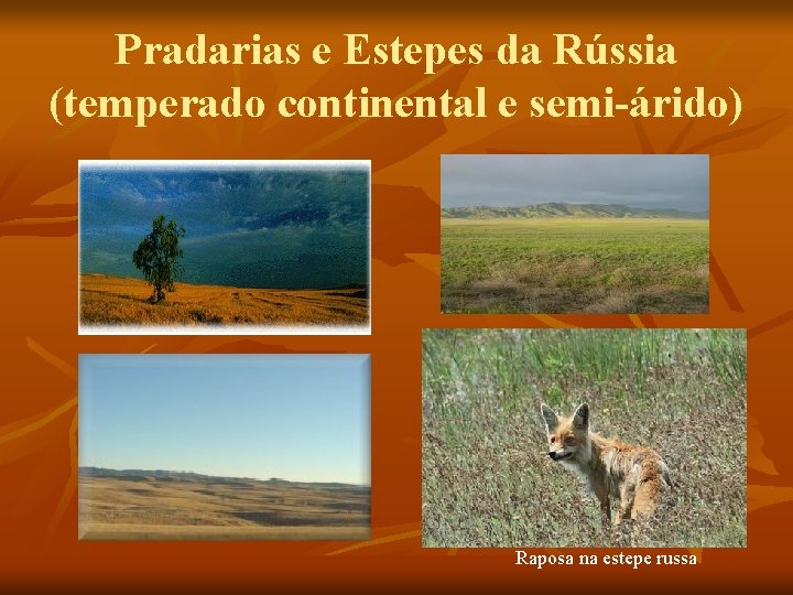 Pradarias e Estepes da Rússia (temperado continental e semi-árido) Raposa na estepe russa 