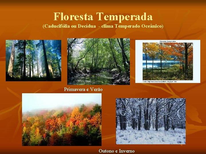 Floresta Temperada (Caducifólia ou Decídua - clima Temperado Oceânico) Primavera e Verão Outono e