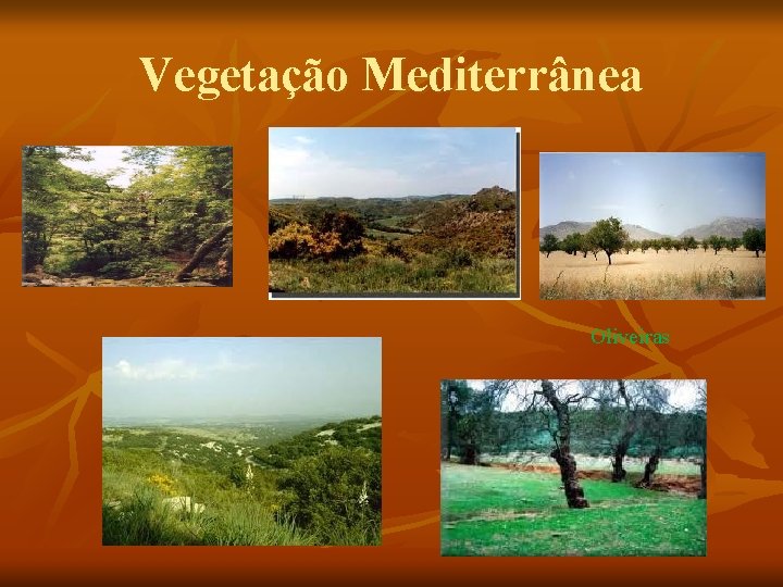 Vegetação Mediterrânea Oliveiras 