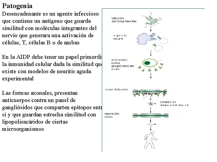 Patogenia Desencadenante es un agente infeccioso que contiene un antígeno que guarda similitud con