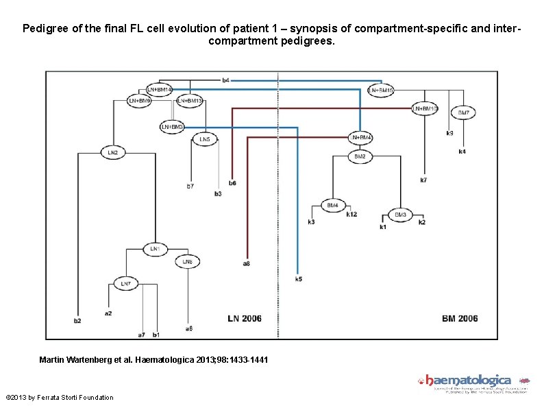 Pedigree of the final FL cell evolution of patient 1 – synopsis of compartment-specific