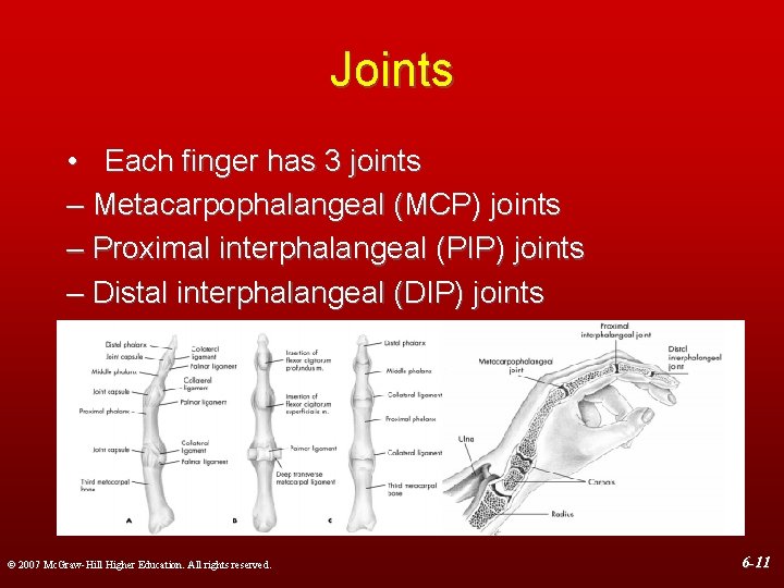 Joints • Each finger has 3 joints – Metacarpophalangeal (MCP) joints – Proximal interphalangeal