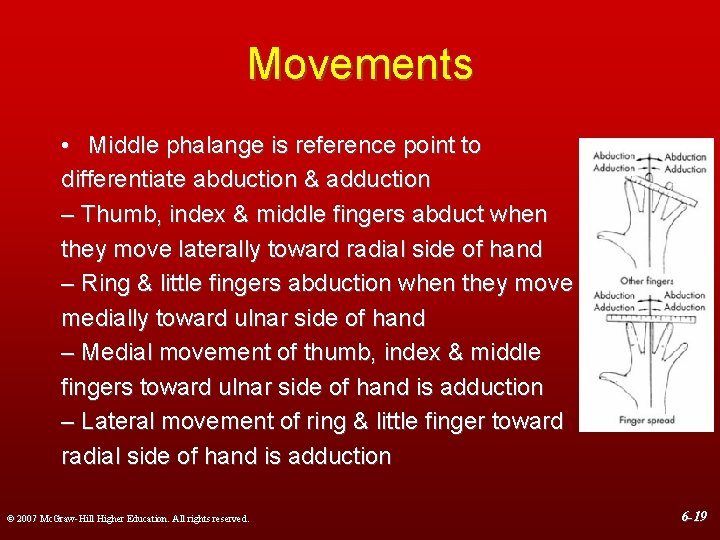 Movements • Middle phalange is reference point to differentiate abduction & adduction – Thumb,