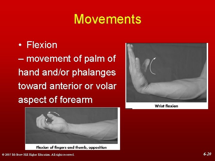 Movements • Flexion – movement of palm of hand and/or phalanges toward anterior or