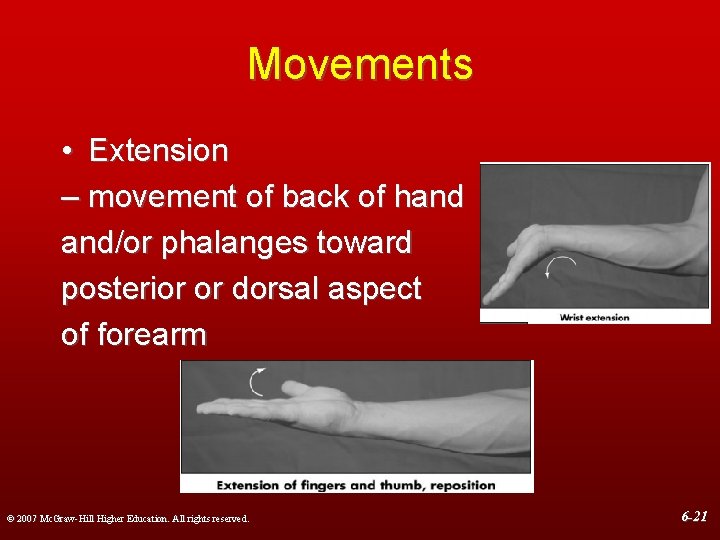 Movements • Extension – movement of back of hand and/or phalanges toward posterior or