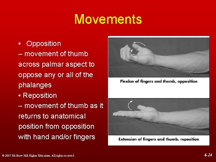 Movements • Opposition – movement of thumb across palmar aspect to oppose any or