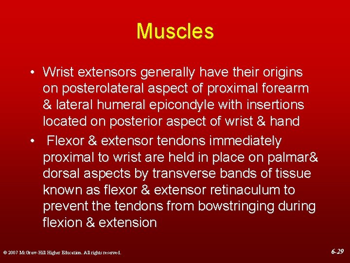 Muscles • Wrist extensors generally have their origins on posterolateral aspect of proximal forearm