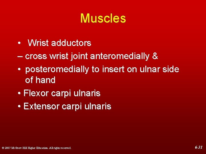 Muscles • Wrist adductors – cross wrist joint anteromedially & • posteromedially to insert