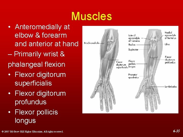 Muscles • Anteromedially at elbow & forearm and anterior at hand – Primarily wrist