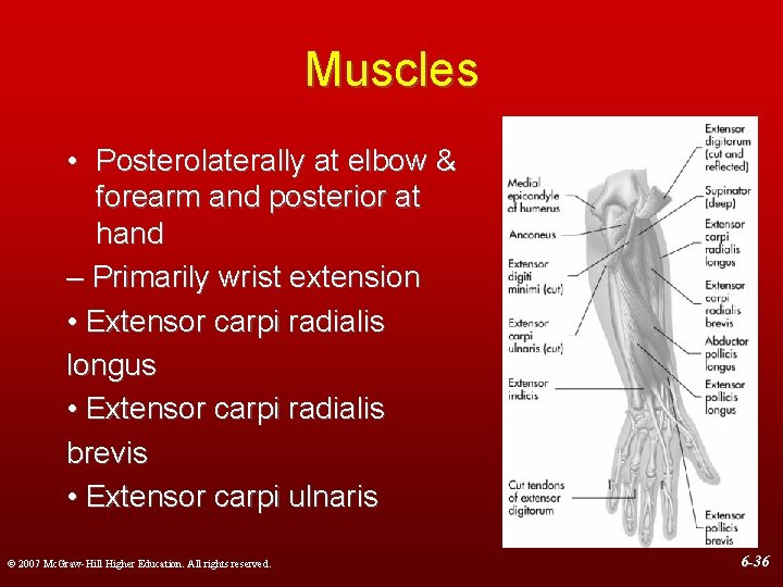 Muscles • Posterolaterally at elbow & forearm and posterior at hand – Primarily wrist