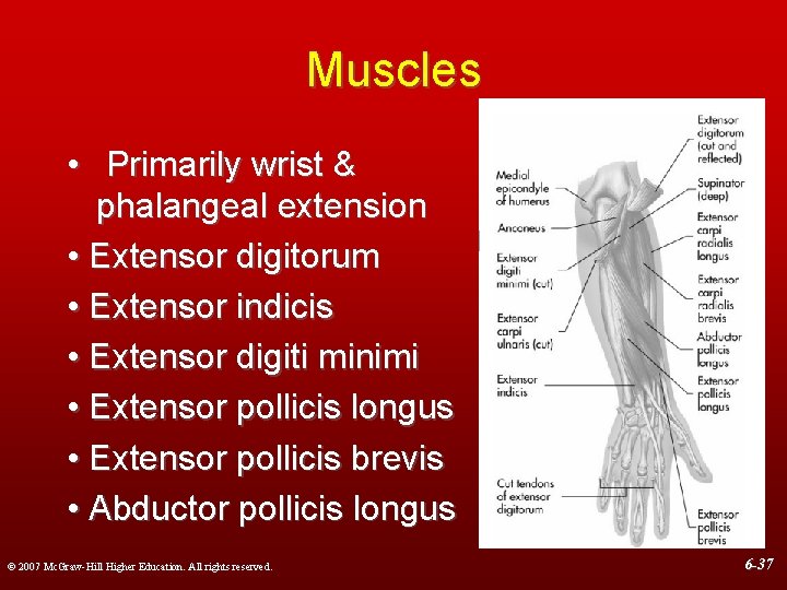 Muscles • Primarily wrist & phalangeal extension • Extensor digitorum • Extensor indicis •