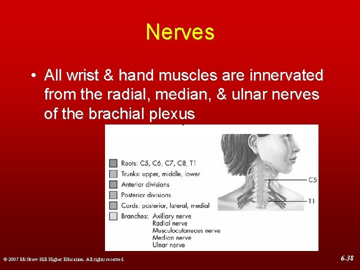 Nerves • All wrist & hand muscles are innervated from the radial, median, &