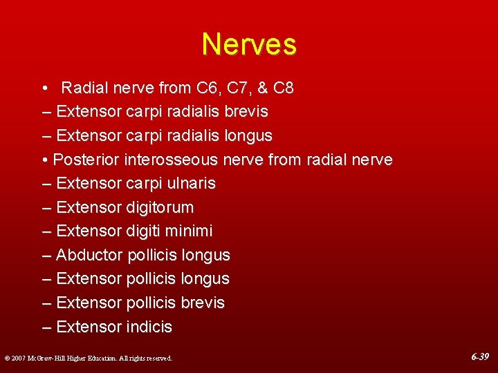 Nerves • Radial nerve from C 6, C 7, & C 8 – Extensor