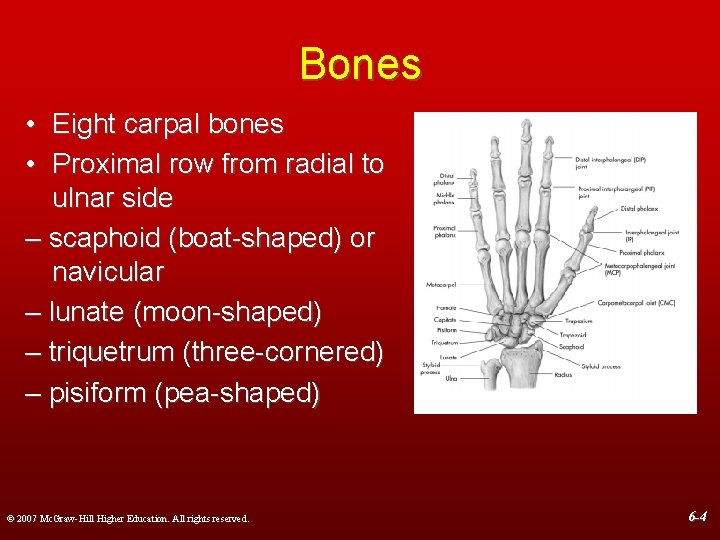 Bones • Eight carpal bones • Proximal row from radial to ulnar side –