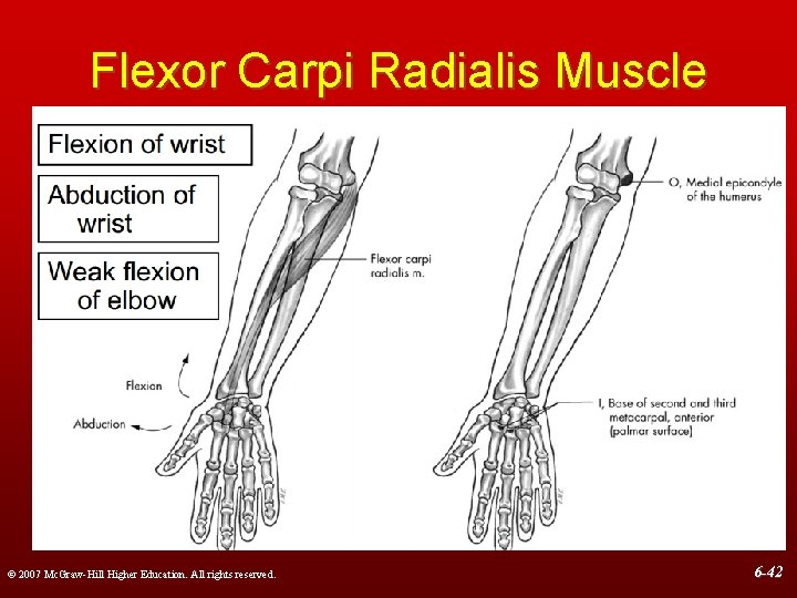 Flexor Carpi Radialis Muscle © 2007 Mc. Graw-Hill Higher Education. All rights reserved. 6