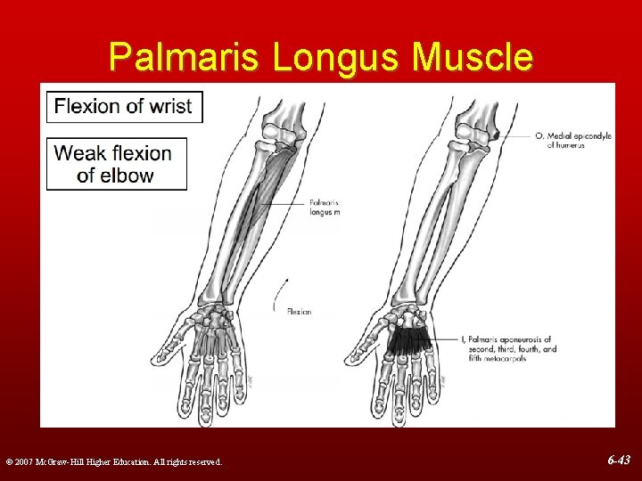 Palmaris Longus Muscle © 2007 Mc. Graw-Hill Higher Education. All rights reserved. 6 -43