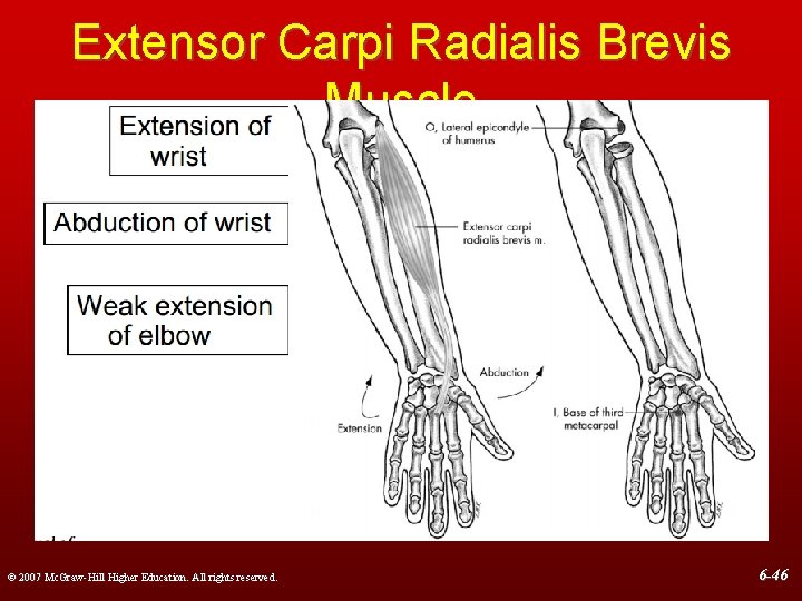 Extensor Carpi Radialis Brevis Muscle © 2007 Mc. Graw-Hill Higher Education. All rights reserved.