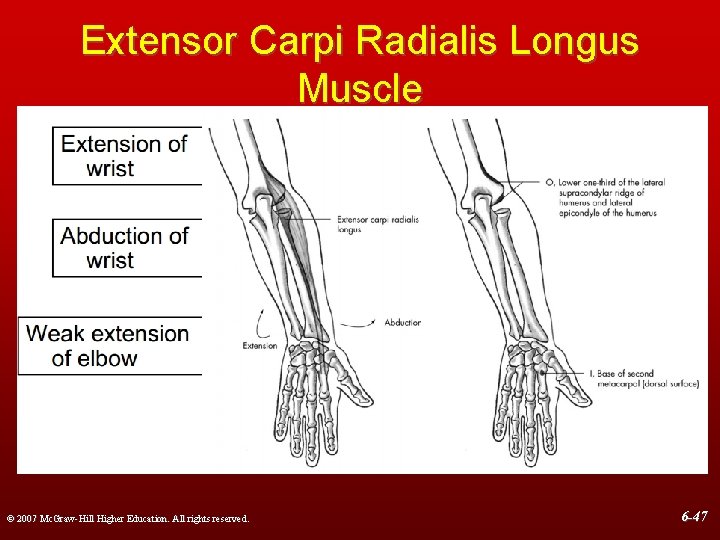Extensor Carpi Radialis Longus Muscle © 2007 Mc. Graw-Hill Higher Education. All rights reserved.
