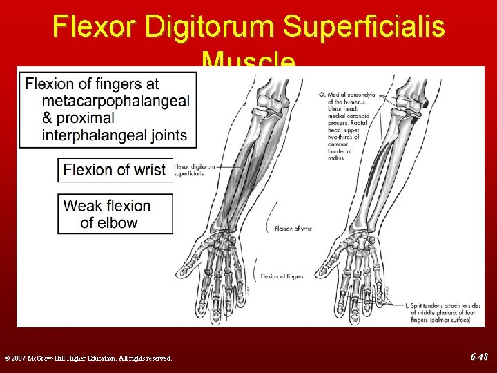 Flexor Digitorum Superficialis Muscle © 2007 Mc. Graw-Hill Higher Education. All rights reserved. 6