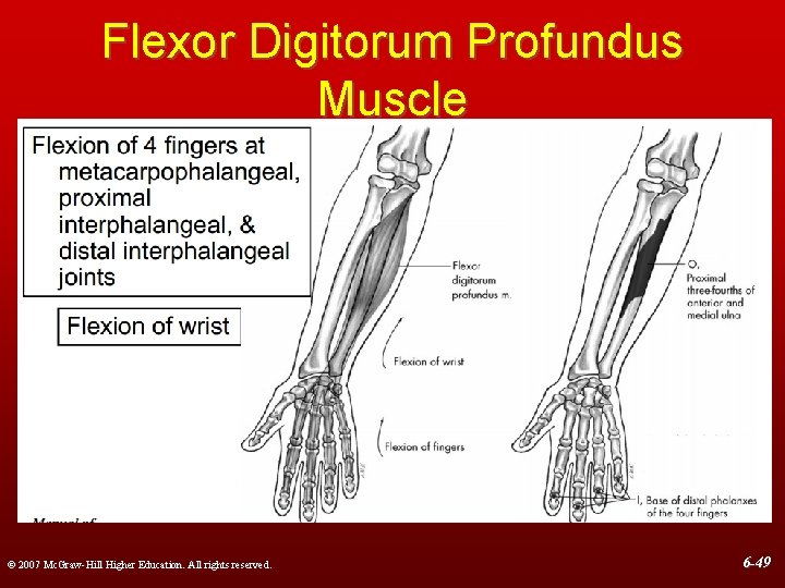 Flexor Digitorum Profundus Muscle © 2007 Mc. Graw-Hill Higher Education. All rights reserved. 6