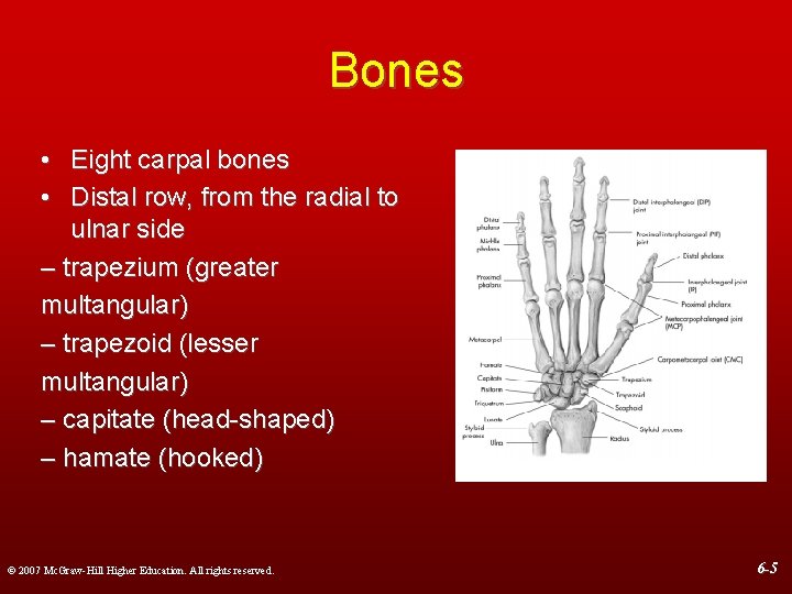 Bones • Eight carpal bones • Distal row, from the radial to ulnar side