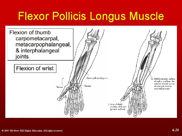 Flexor Pollicis Longus Muscle © 2007 Mc. Graw-Hill Higher Education. All rights reserved. 6