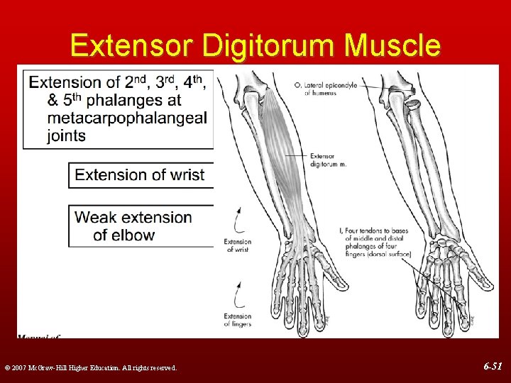 Extensor Digitorum Muscle © 2007 Mc. Graw-Hill Higher Education. All rights reserved. 6 -51