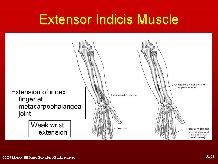 Extensor Indicis Muscle © 2007 Mc. Graw-Hill Higher Education. All rights reserved. 6 -52