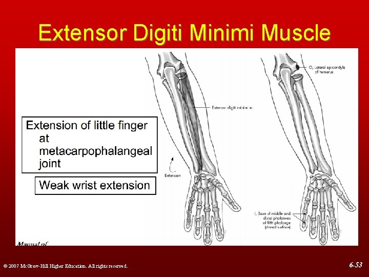 Extensor Digiti Minimi Muscle © 2007 Mc. Graw-Hill Higher Education. All rights reserved. 6